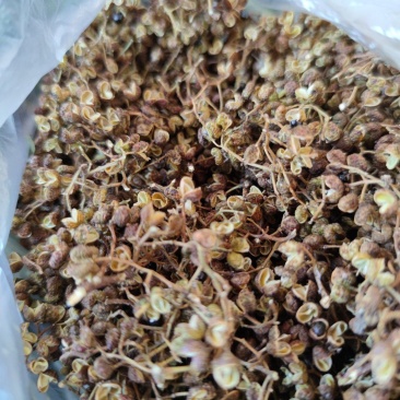 湖北的本地老辈传下的品种小麻椒！又香又麻无杆无叶可以真空
