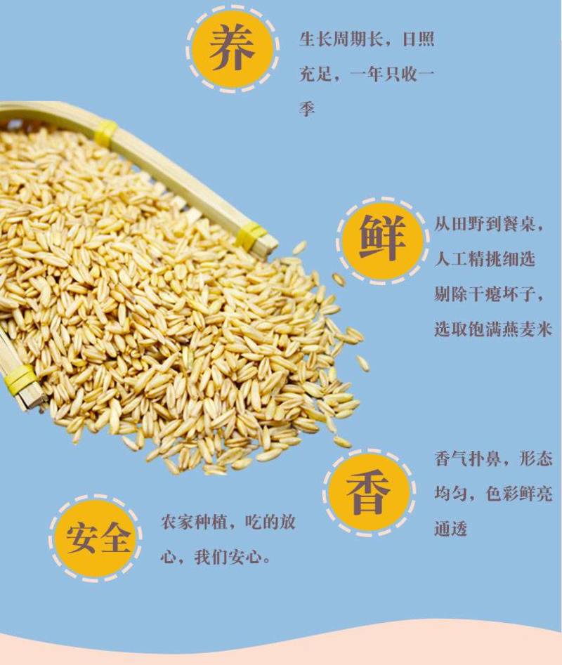 新货燕麦米5斤农家自种燕麦仁荞麦米全胚芽燕麦五谷杂粮粗