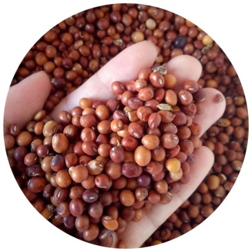 木豆种子直立灌木树豆柳豆豆蓉树黄豆三叶豆种