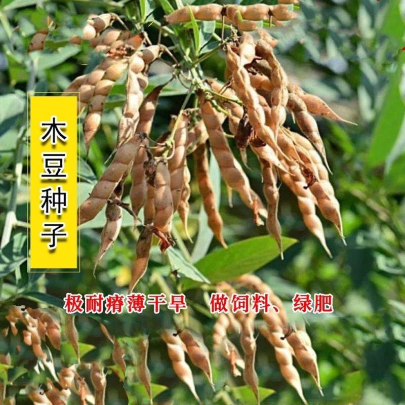 木豆种子直立灌木树豆柳豆豆蓉树黄豆三叶豆种