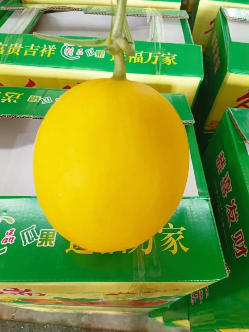 黄皮久红瑞