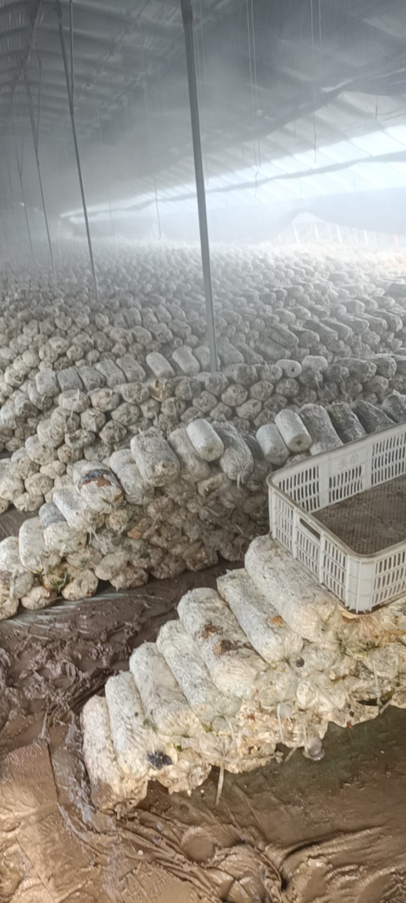免费送蘑菇废菌包，