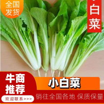 【优选】曹县小白菜产地直发，欢迎大家选购，质量保证