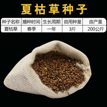 散装夏枯草种子中药材白毛夏枯草种籽子四季种植品质保证