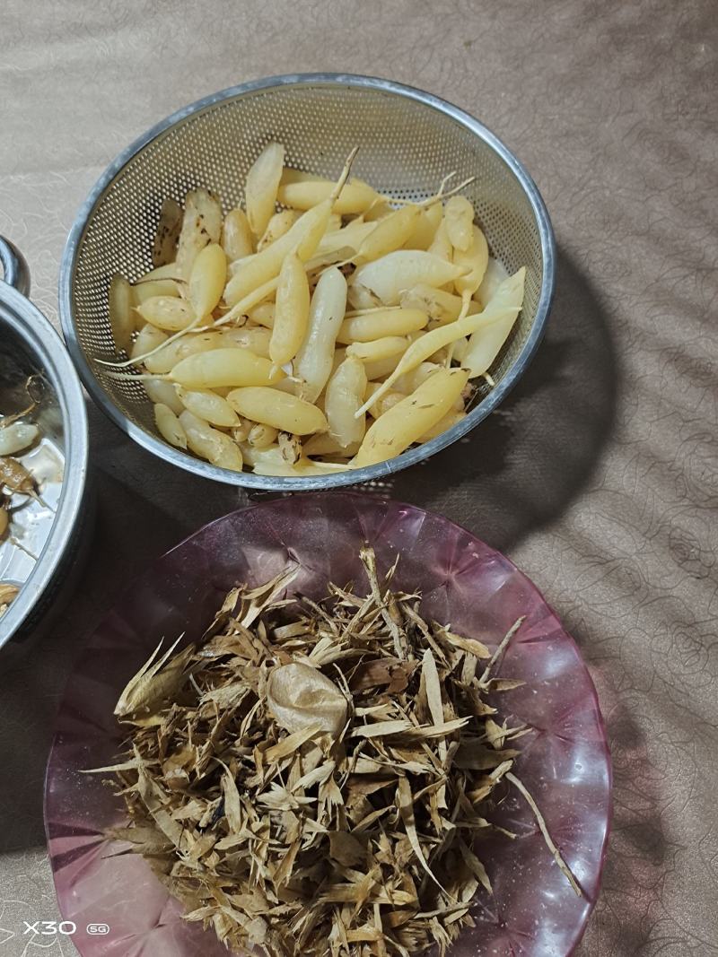 贵州野生天冬，自己挖采