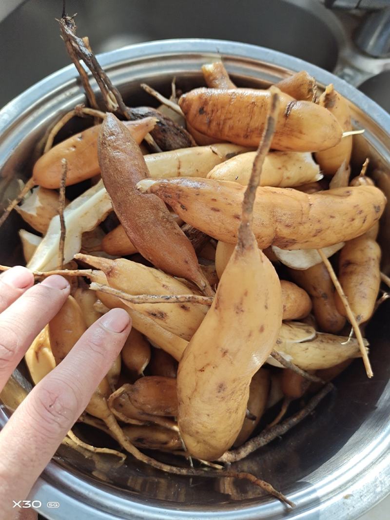 贵州野生天冬，自己挖采