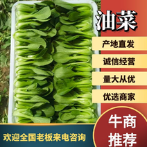 山东曹县上海青油菜1两以上质量保证欢迎采购诚信经营！！