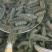 即食海参鲜食海参口感好营养价值高食用方便！