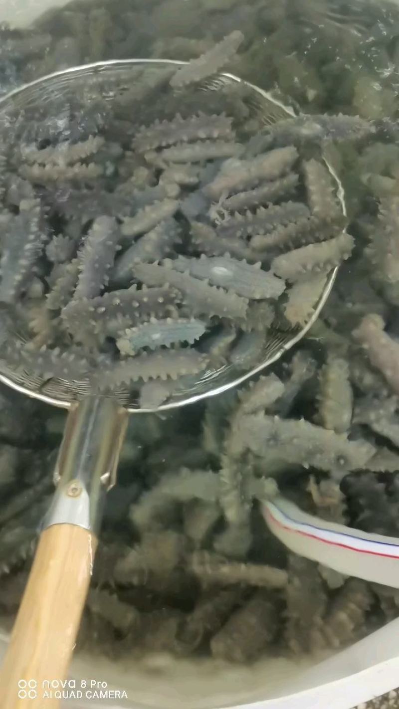 即食海参鲜食海参口感好营养价值高食用方便！