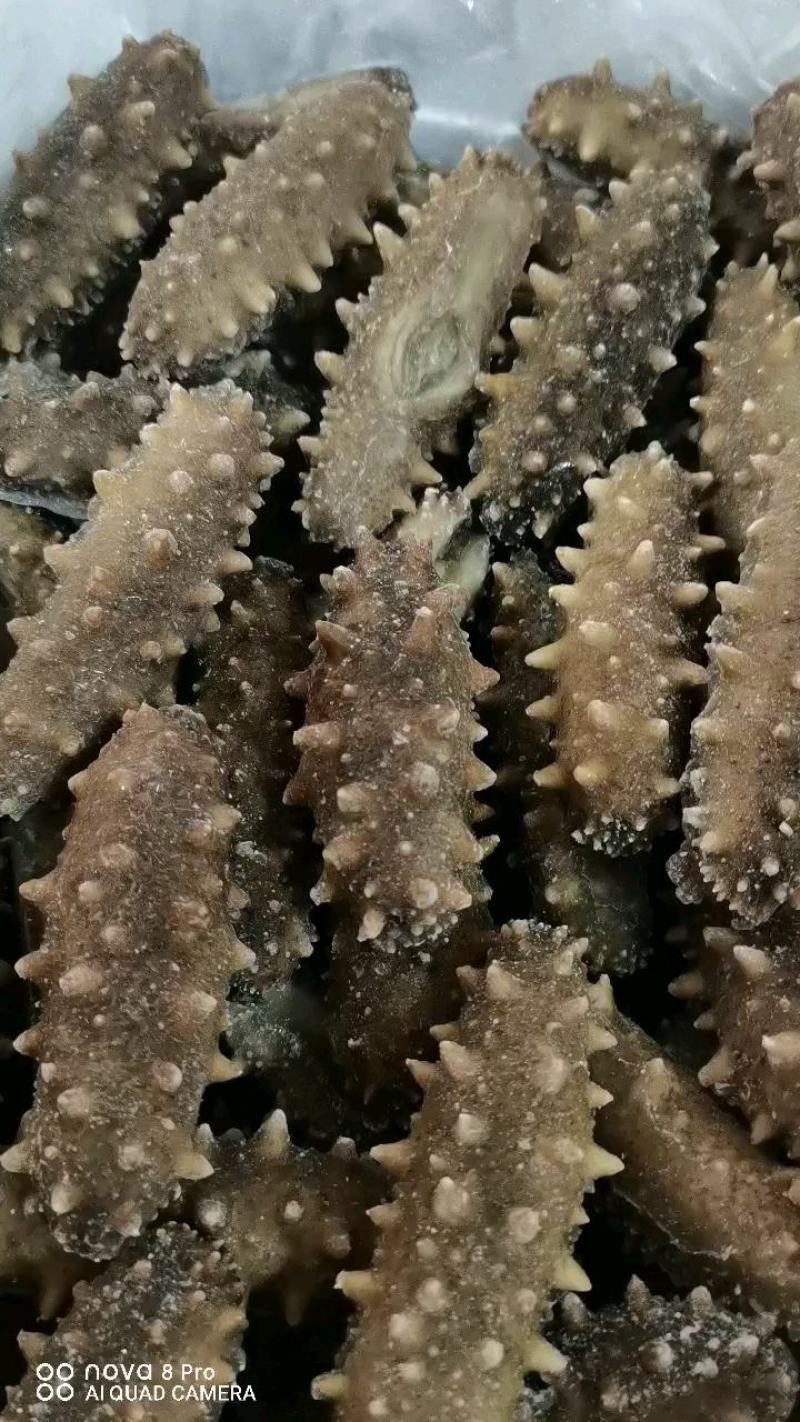 即食海参鲜食海参口感好营养价值高食用方便！