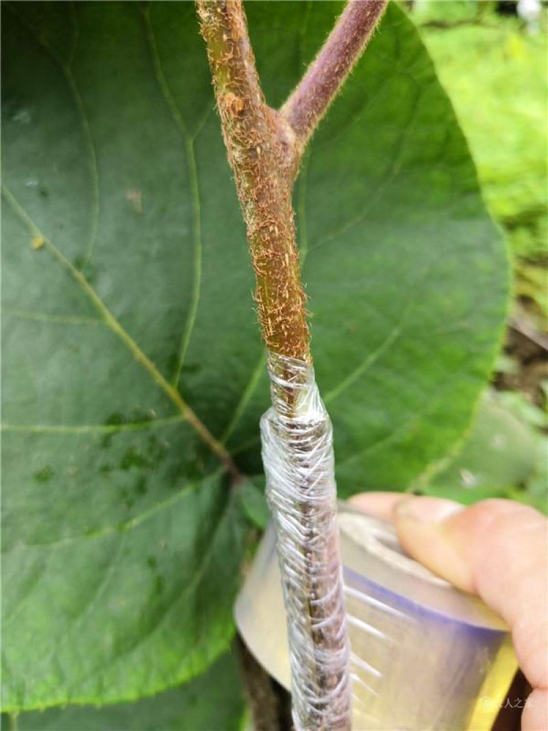湖南湘西猕猴桃嫁接苗大量有货，欢迎前来咨询采购