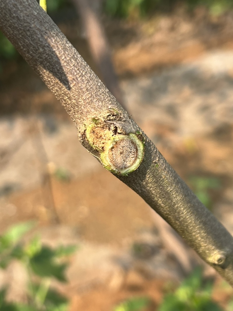 奇楠沉香树