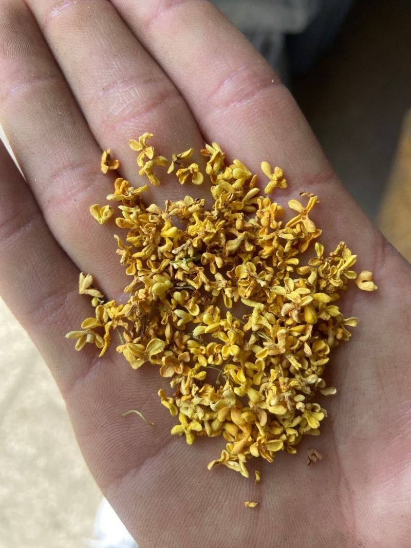 批发现货桂花桂花茶金桂银桂花广西桂花诚信经营