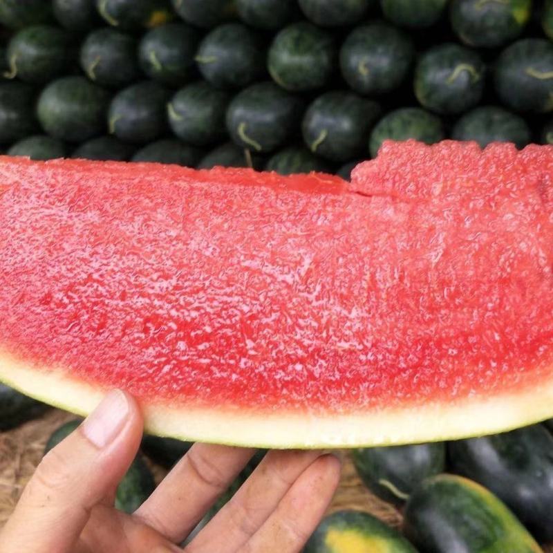 黑美人西瓜大量上市精品货源诚信经营欢迎电联订购