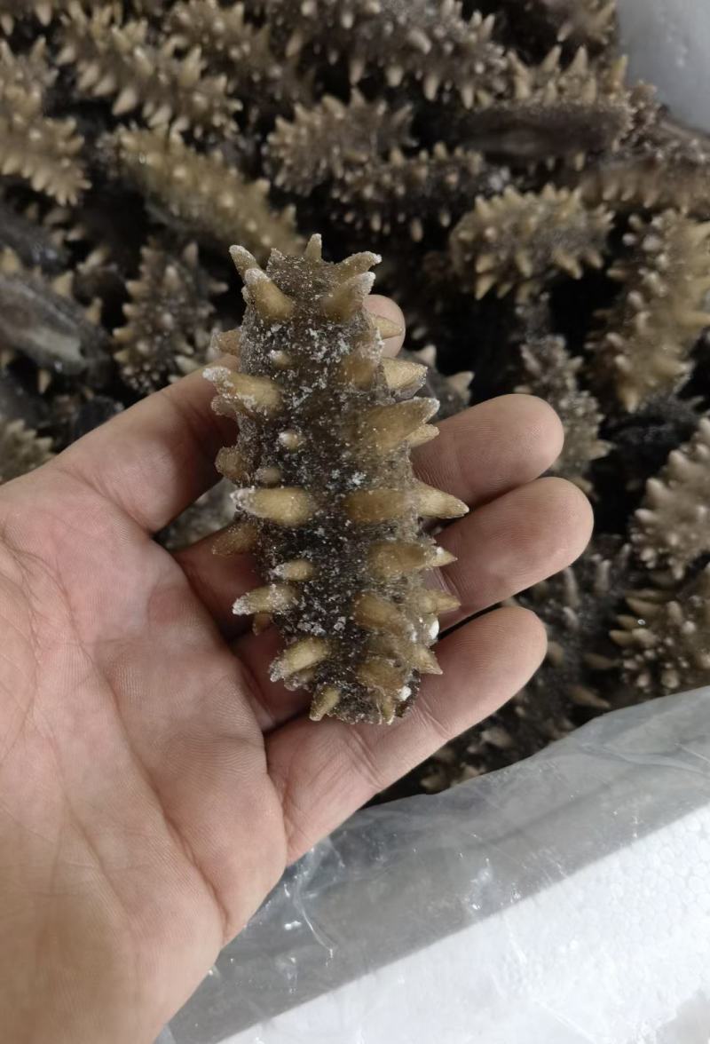 即食海参鲜食海参口感好营养价值高食用方便！