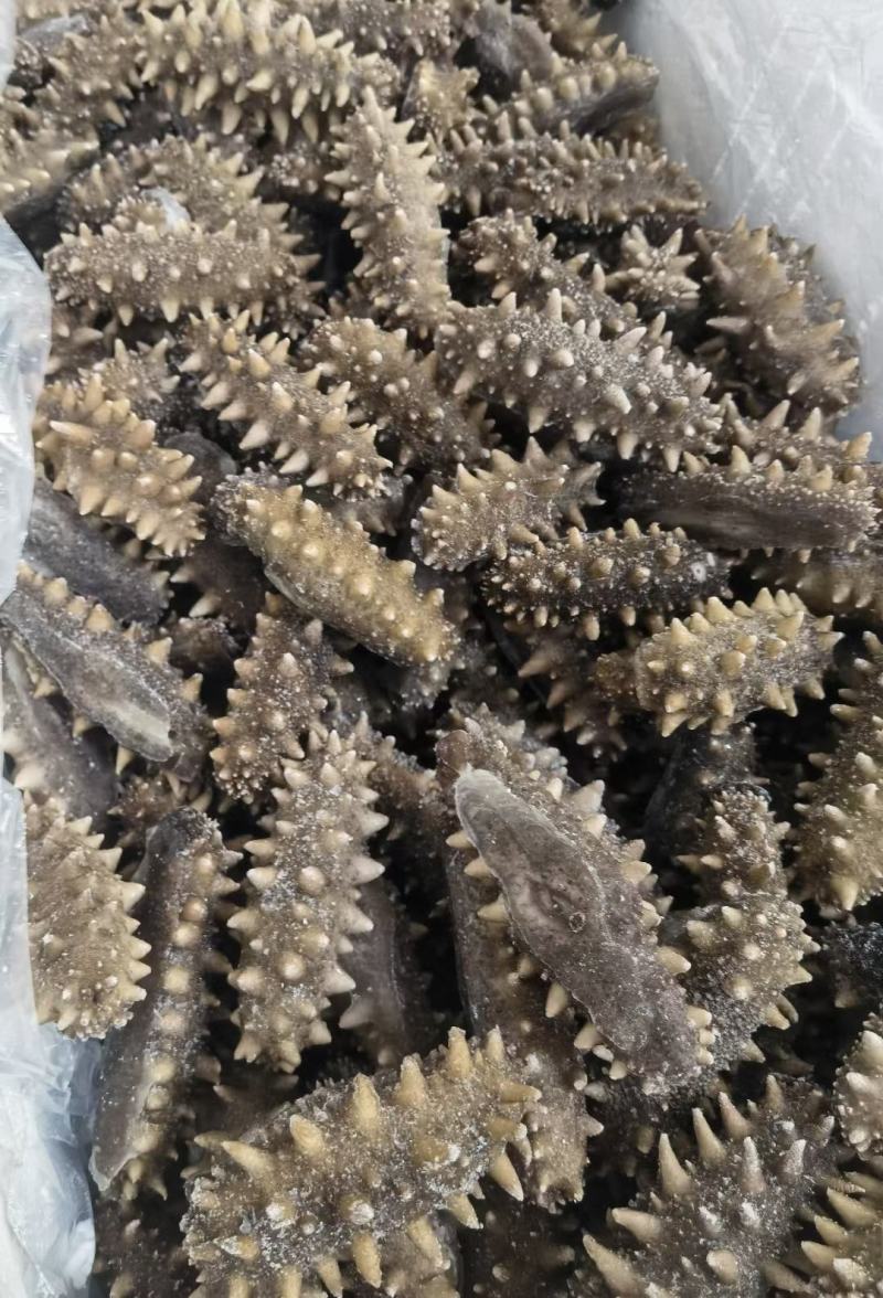 即食海参鲜食海参口感好营养价值高食用方便！