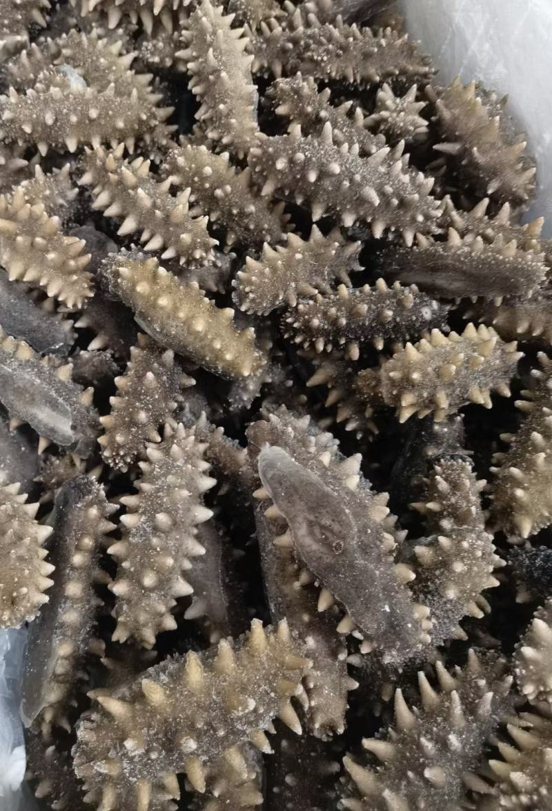 即食海参鲜食海参口感好营养价值高食用方便！