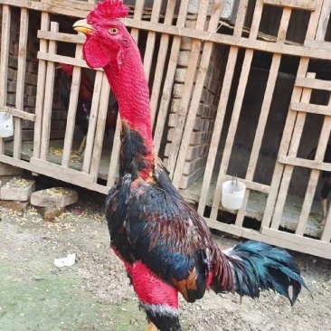 越南大冠