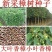香樟种子小叶香樟种子大叶香樟种子出牙率高品质保证