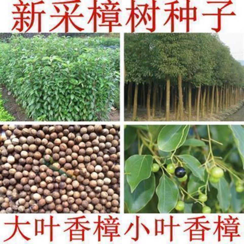 香樟种子小叶香樟种子大叶香樟种子出牙率高品质保证