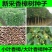 香樟种子小叶香樟种子大叶香樟种子出牙率高品质保证