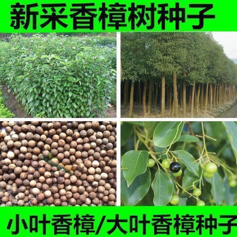 香樟种子小叶香樟种子大叶香樟种子出牙率高品质保证