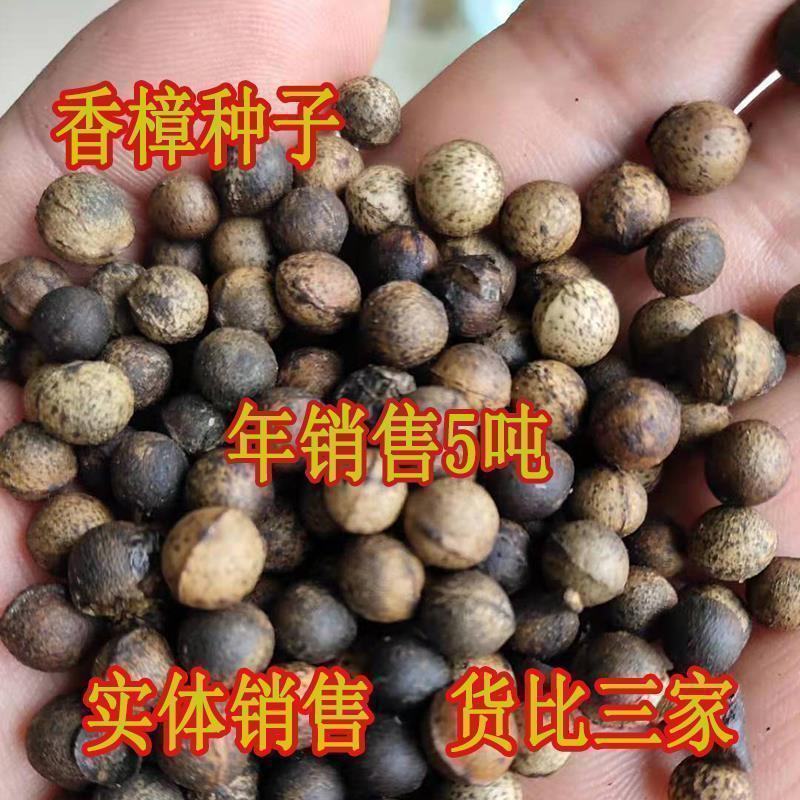 香樟种子小叶香樟种子大叶香樟种子出牙率高品质保证
