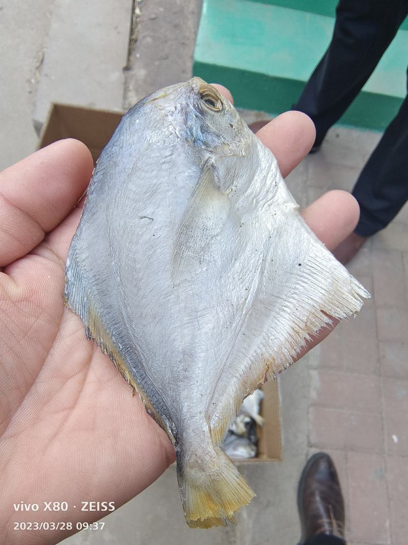 咸鱼银鲳鱼，平鱼鱼，海鱼干，肉质鲜美跑江湖赶大集电商拼单