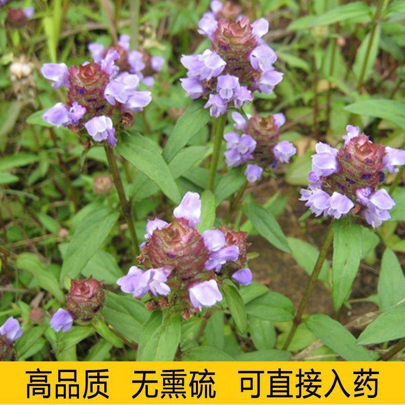 散装夏枯草种子中药材白毛夏枯草种籽子四季种植品质保证