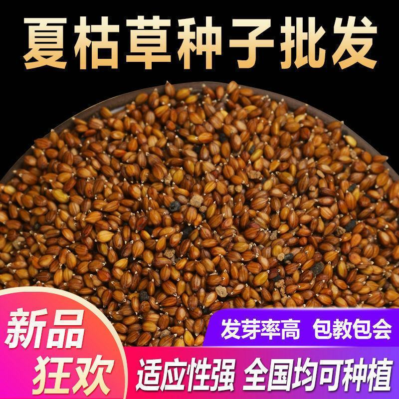 散装夏枯草种子中药材白毛夏枯草种籽子四季种植品质保证
