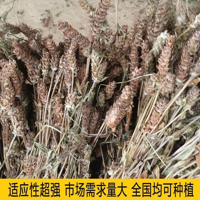 散装夏枯草种子中药材白毛夏枯草种籽子四季种植品质保证
