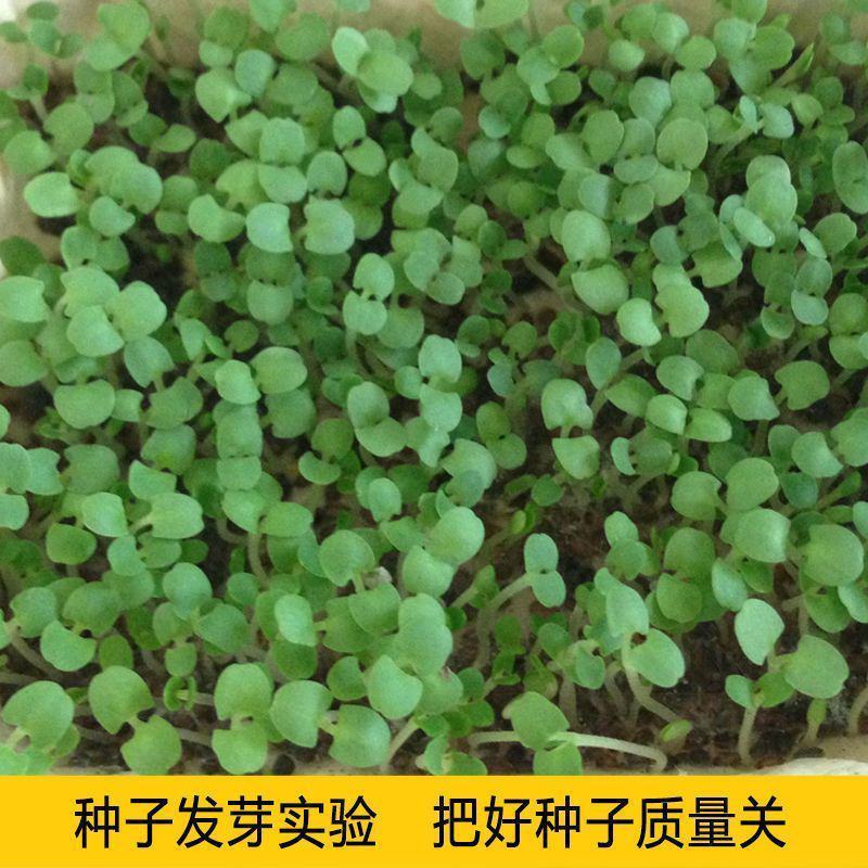 散装夏枯草种子中药材白毛夏枯草种籽子四季种植品质保证
