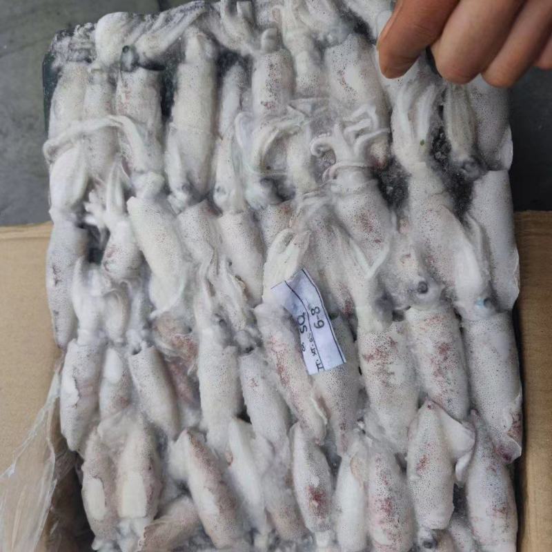 精品印尼白鱿鱼深海【鱿鱼】成色好价格美欢迎订购