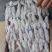 精品印尼白鱿鱼深海【鱿鱼】成色好价格美欢迎订购