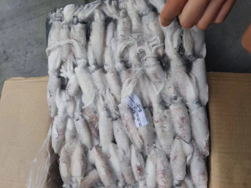 精品印尼白鱿鱼深海【鱿鱼】成色好价格美欢迎订购