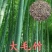 毛竹种子籽四季易种一次种植常年产笋量高南北方均可种植毛竹