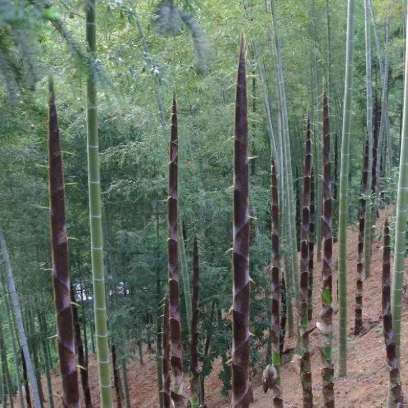 毛竹种子籽四季易种一次种植常年产笋量高南北方均可种植毛竹