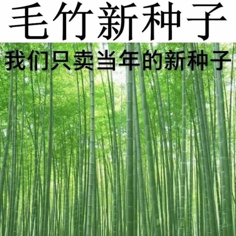 毛竹种子籽四季易种一次种植常年产笋量高南北方均可种植毛竹