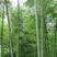 毛竹种子籽四季易种一次种植常年产笋量高南北方均可种植毛竹
