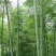 毛竹种子籽四季易种一次种植常年产笋量高南北方均可种植毛竹