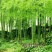 毛竹种子籽四季易种一次种植常年产笋量高南北方均可种植毛竹