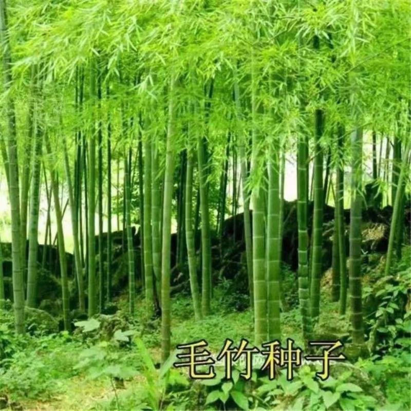 毛竹种子籽四季易种一次种植常年产笋量高南北方均可种植毛竹