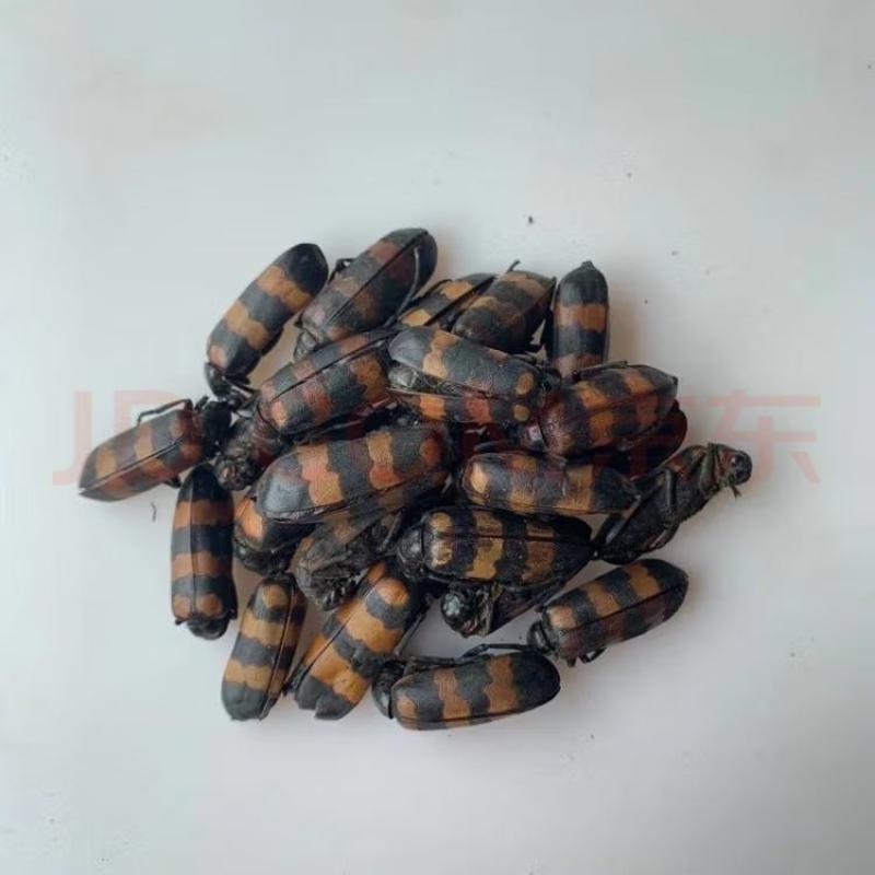 斑虫蝥蝥虫斑斑虫大量现货新货另售红虫