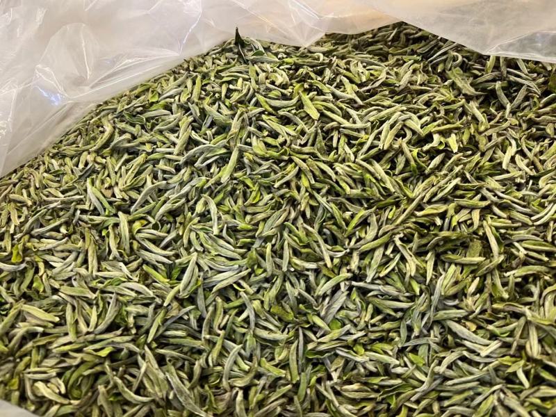 福鼎白茶