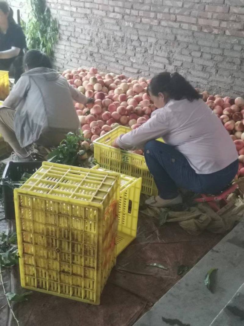 甘肃天水精品桃子仙桃大量上市货源充足品质好