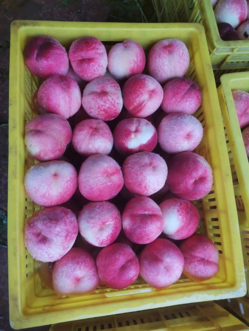 甘肃天水精品桃子仙桃大量上市货源充足品质好