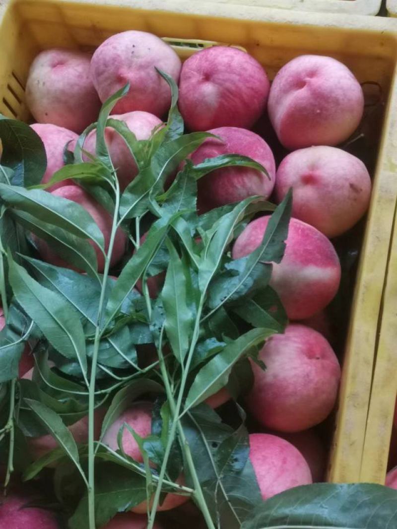 甘肃天水精品桃子仙桃大量上市货源充足品质好