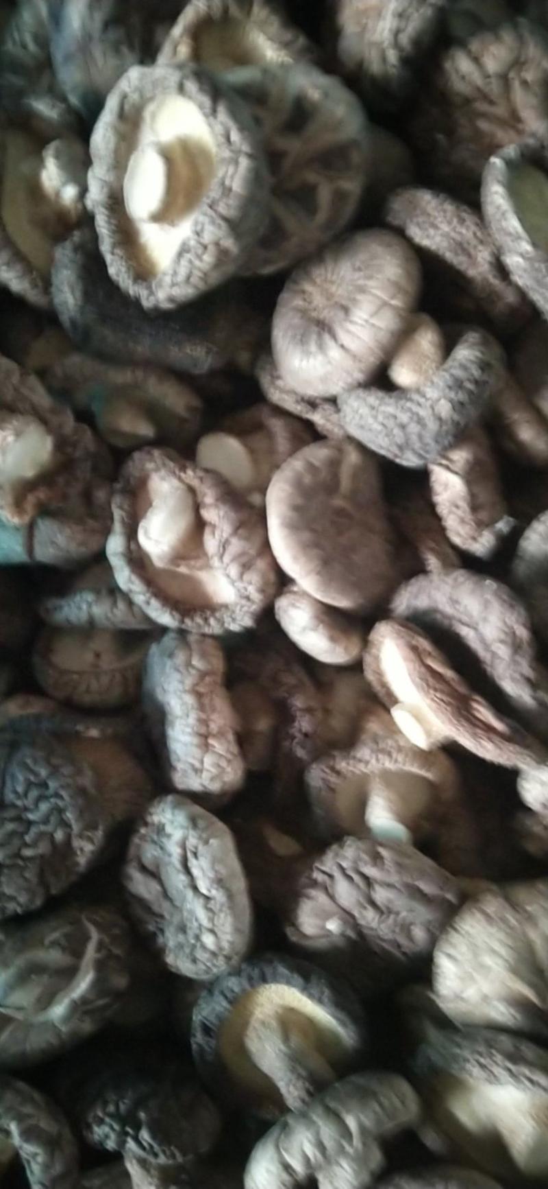 今年新菇上市河北香菇，常年有货，提供一体龙服务