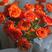 橙色芭比多头玫瑰鲜花蔷薇鲜花真花家用花束昆明基地直发