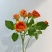 橙色芭比多头玫瑰鲜花蔷薇鲜花真花家用花束昆明基地直发